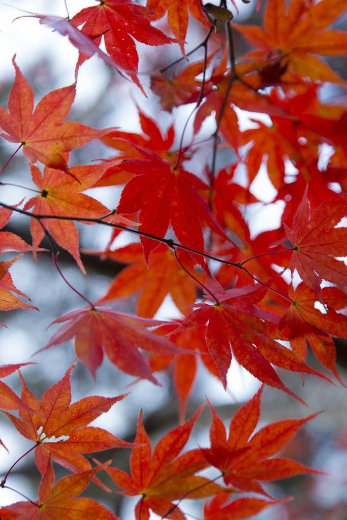 Stunning autumn maple leaves in Nagano, Japan's natural setting, captured in vivid detail.