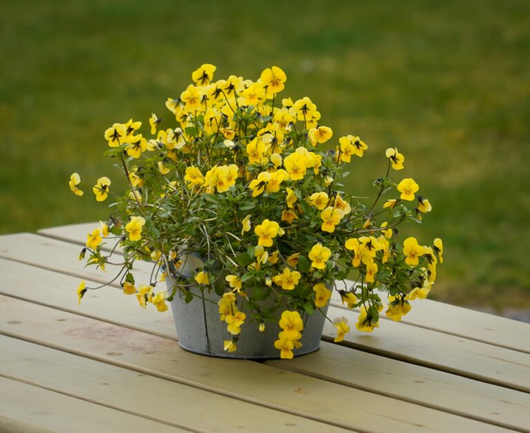 Vibrant yellow pansies in a metal pot outdoors on a wooden table.
